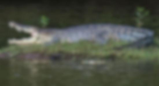 Singapore Charges Man Over Viral AI Crocodile Hoax